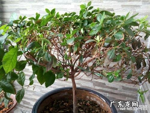 杜鹃花花色鲜艳,花朵繁茂非常漂亮,夏季该如何养护杜鹃花?