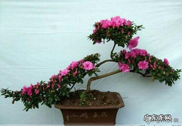 杜鹃花花色鲜艳,花朵繁茂非常漂亮,夏季该如何养护杜鹃花?