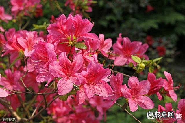 杜鹃花花色鲜艳,花朵繁茂非常漂亮,夏季该如何养护杜鹃花?