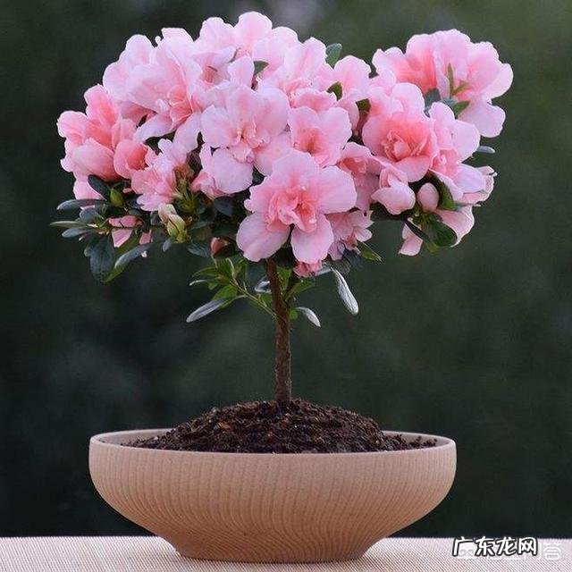 杜鹃花花色鲜艳,花朵繁茂非常漂亮,夏季该如何养护杜鹃花?