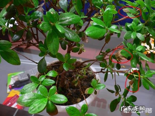 杜鹃花花色鲜艳,花朵繁茂非常漂亮,夏季该如何养护杜鹃花?