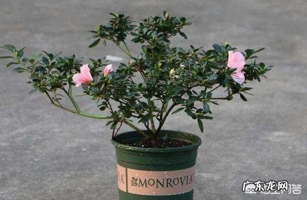 杜鹃花花色鲜艳,花朵繁茂非常漂亮,夏季该如何养护杜鹃花?