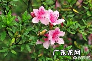 杜鹃花花色鲜艳,花朵繁茂非常漂亮,夏季该如何养护杜鹃花?