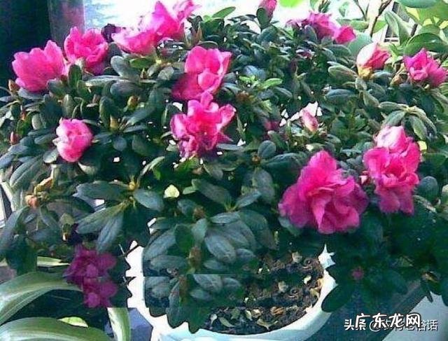 杜鹃花花色鲜艳,花朵繁茂非常漂亮,夏季该如何养护杜鹃花?