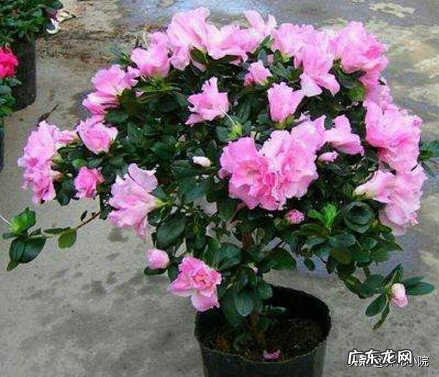 杜鹃花花色鲜艳,花朵繁茂非常漂亮,夏季该如何养护杜鹃花?