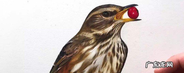 鸟的笔顺怎么写