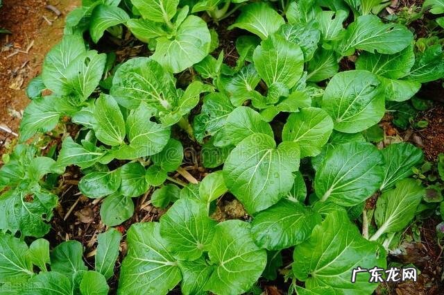 最近菜市场的蔬菜,突然间价格上涨,是什么原因?