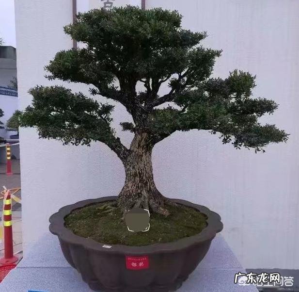 雀舌黄杨古朴典雅沧桑,雀舌黄杨盆景在北方如何养护?