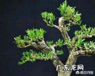 雀舌黄杨古朴典雅沧桑,雀舌黄杨盆景在北方如何养护?