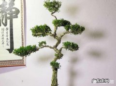 雀舌黄杨古朴典雅沧桑，雀舌黄杨盆景在北方如何养护？