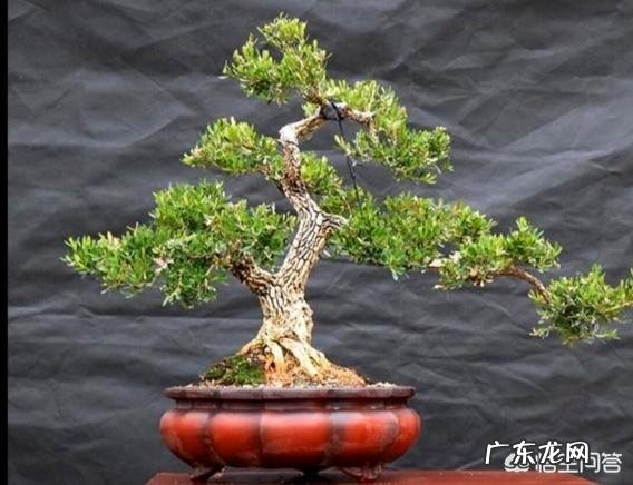 雀舌黄杨古朴典雅沧桑,雀舌黄杨盆景在北方如何养护?