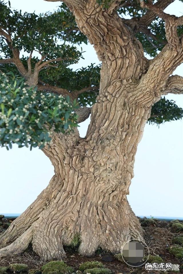 雀舌黄杨古朴典雅沧桑,雀舌黄杨盆景在北方如何养护?