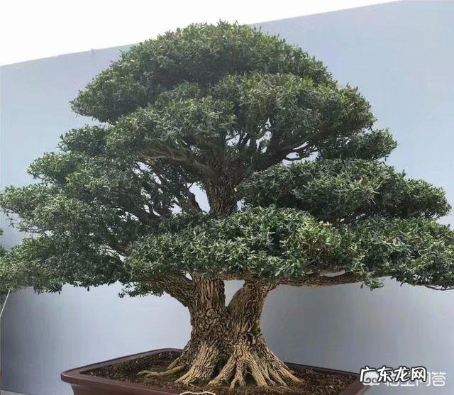 雀舌黄杨古朴典雅沧桑,雀舌黄杨盆景在北方如何养护?