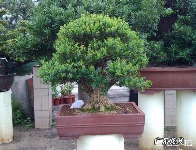 雀舌黄杨古朴典雅沧桑,雀舌黄杨盆景在北方如何养护?