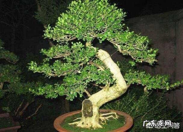 雀舌黄杨古朴典雅沧桑,雀舌黄杨盆景在北方如何养护?