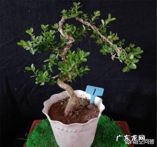 雀舌黄杨古朴典雅沧桑,雀舌黄杨盆景在北方如何养护?