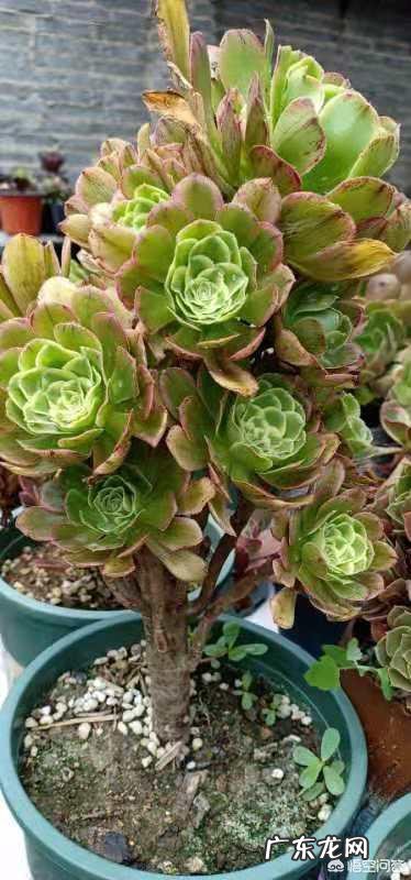 刚买的小法师,叶片全是斑点是怎么回事?