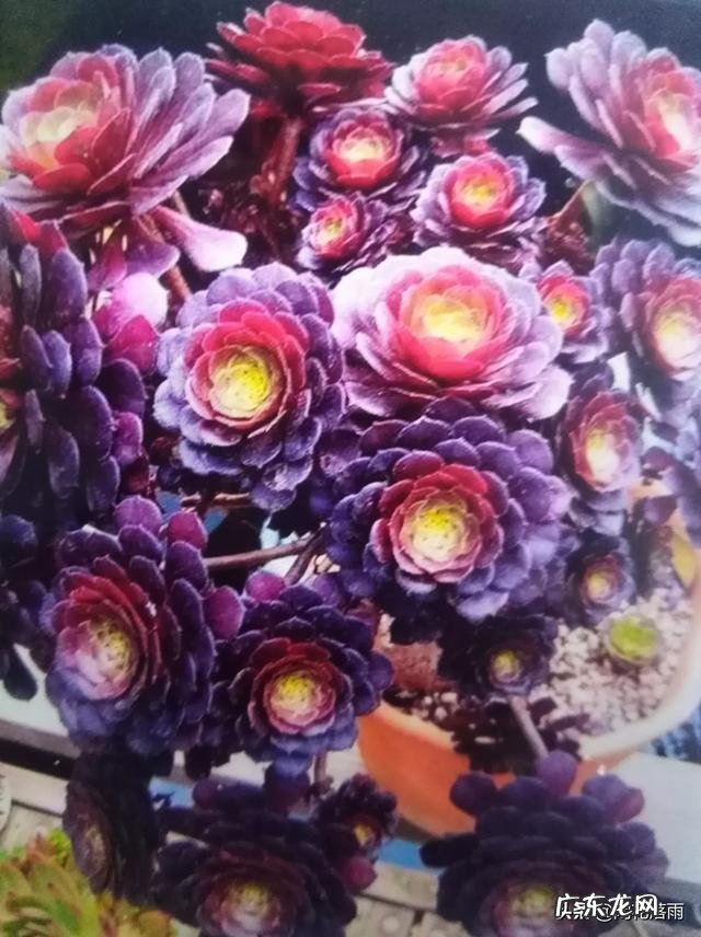 刚买的小法师,叶片全是斑点是怎么回事?