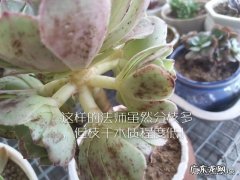 刚买的小法师，叶片全是斑点是怎么回事？