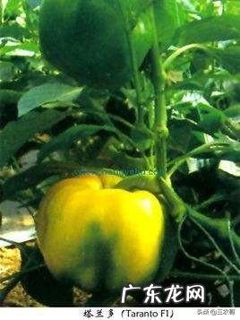从欧洲引进的塔兰多彩椒有什么特点?它的栽培技术要点有哪些?