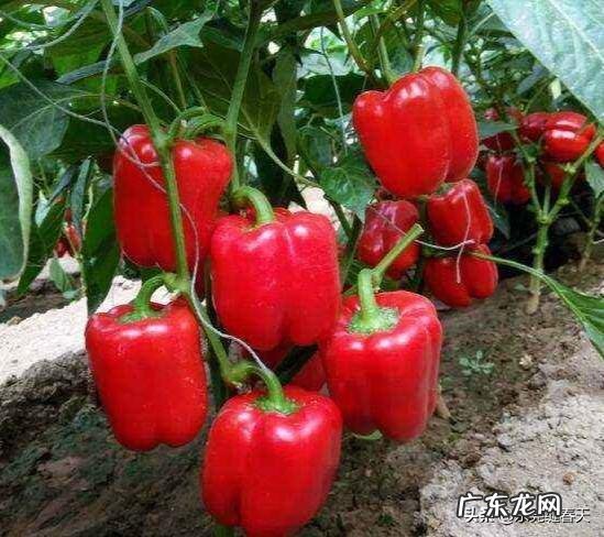 从欧洲引进的塔兰多彩椒有什么特点?它的栽培技术要点有哪些?