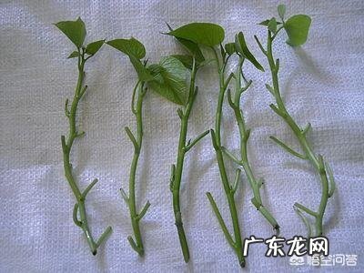 红薯苗如何缓苗?