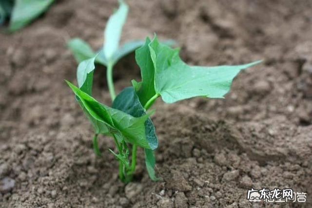 红薯苗如何缓苗？