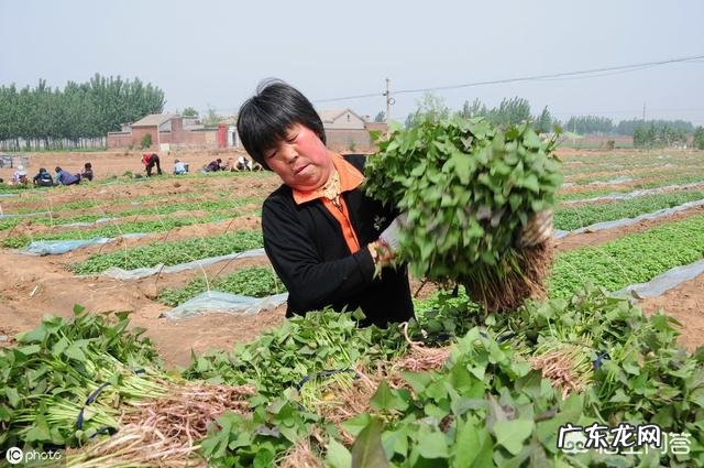 红薯苗如何缓苗?