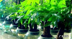 发财树的养殖方法和注意事项是啥