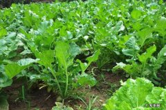 萝卜叶子如何吃