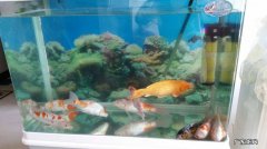 缸养锦鲤五大技巧