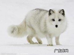 兔死狐悲告诉我们什么道理