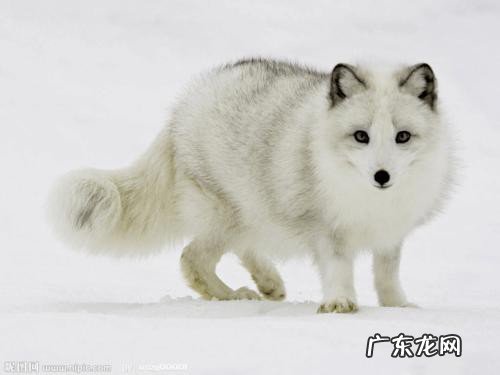 兔死狐悲告诉我们什么道理