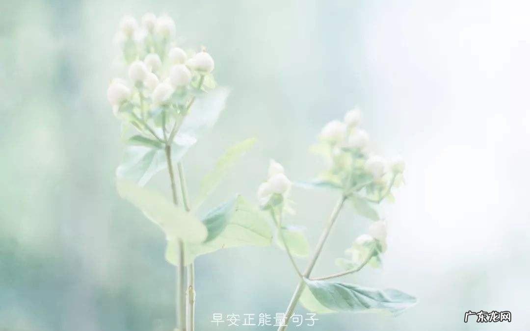 早上说说心情优美句子