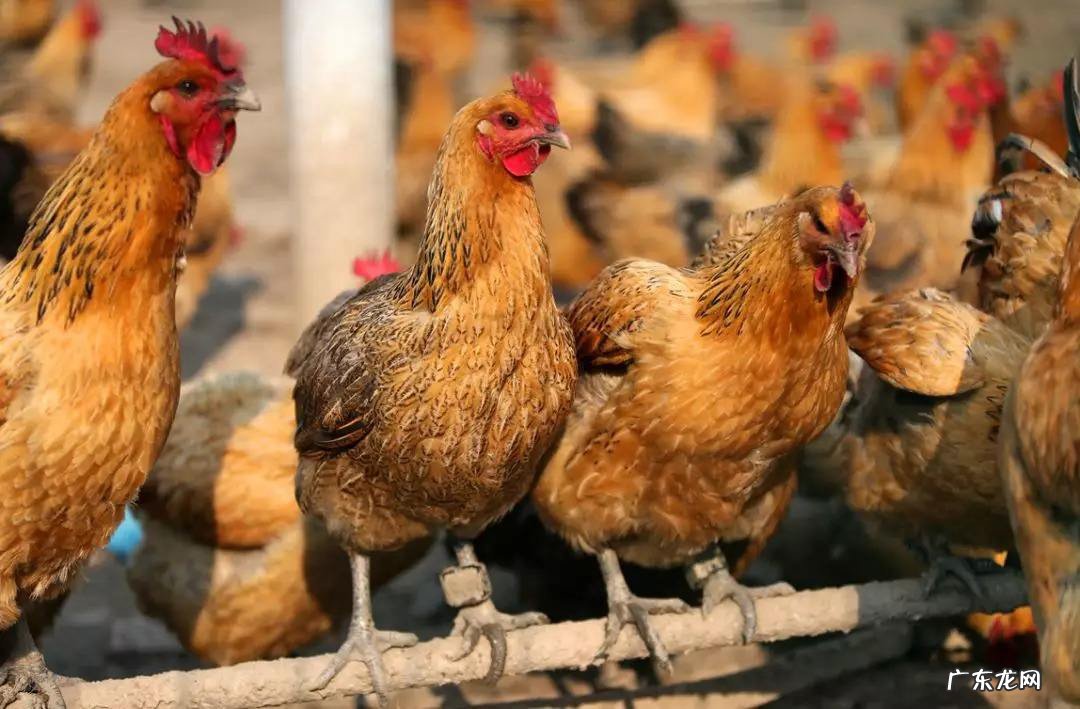 养鸡利润有多少大