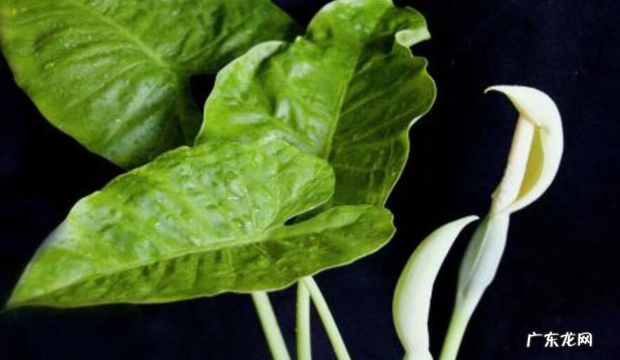 家里养什么花保平安健康