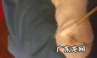 被猫抓破了怎么办