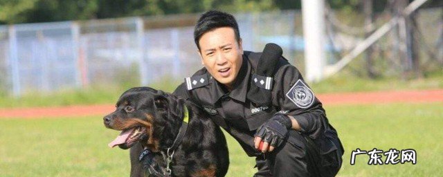 警花与警犬2在哪能看