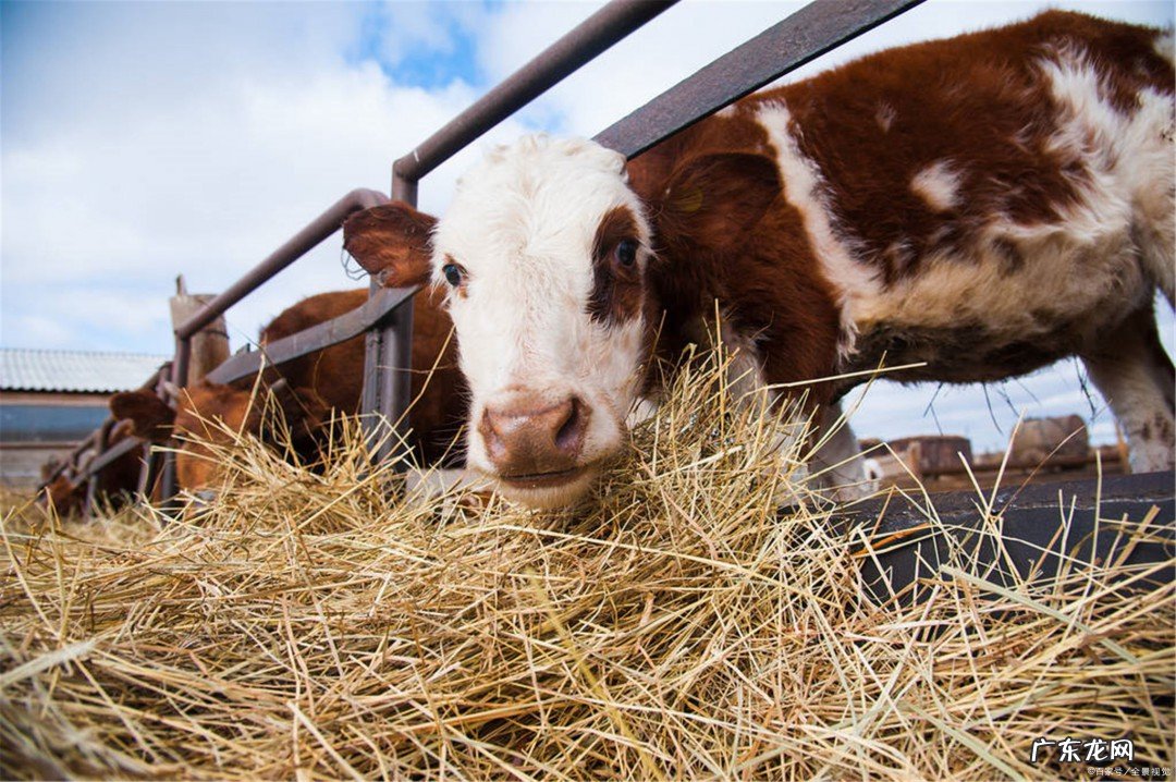 怎样养牛长得最快