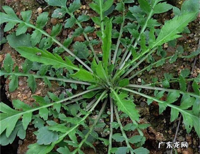 哪些野菜在关键时刻可以救你一命