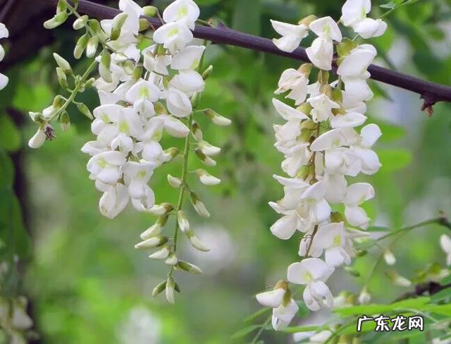 哪些野菜在关键时刻可以救你一命