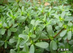 哪些野菜在关键时刻可以救你一命