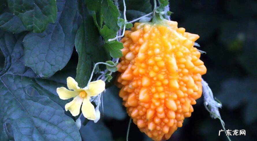 女人去皱纹最养生食物