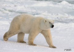 北极熊和百米赛跑运动员比短跑谁的速度会更快