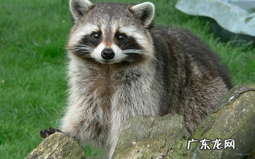 浣熊真的会吃猫吗