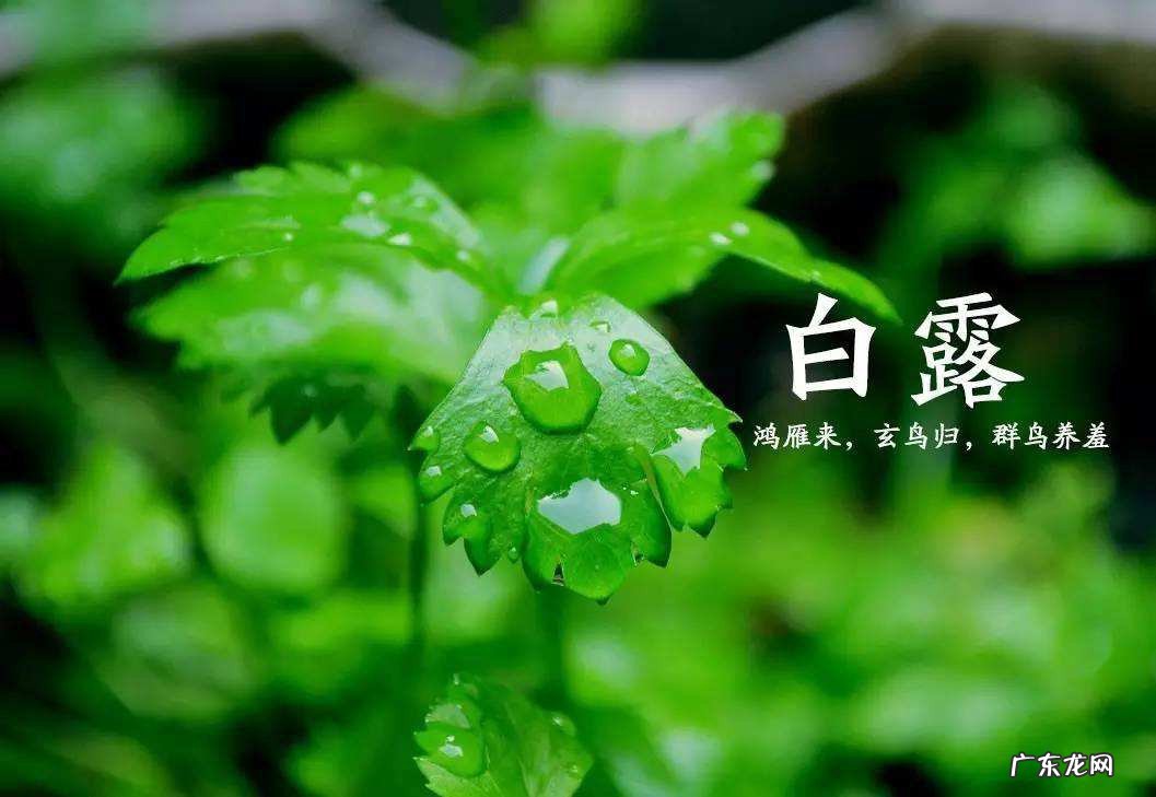 白露养生推荐食物