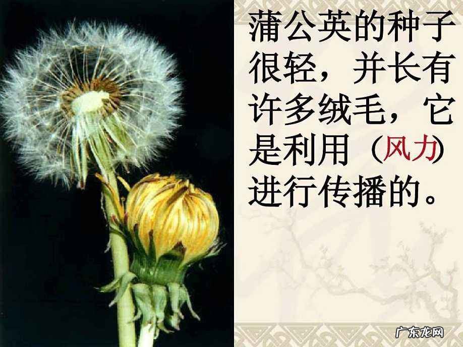 你还知道哪些植物传播种子的方法