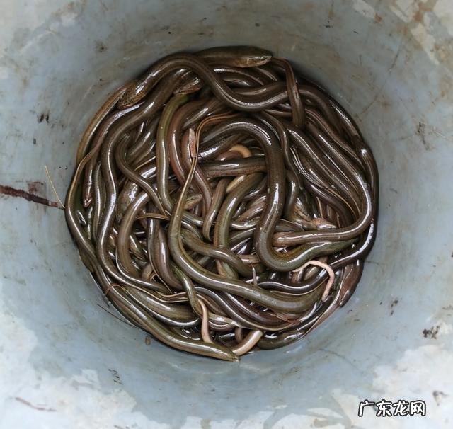 如果在山上挖一个池塘,不放鱼,里面会慢慢有鱼吗