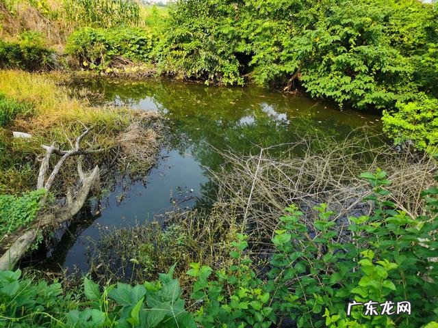 如果在山上挖一个池塘,不放鱼,里面会慢慢有鱼吗