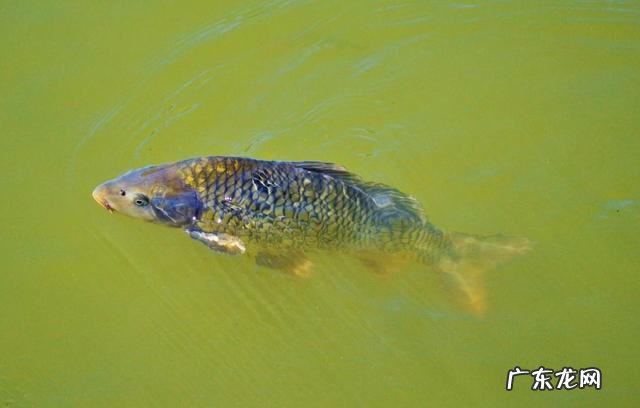 如果在山上挖一个池塘,不放鱼,里面会慢慢有鱼吗
